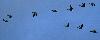 Les derni�res oies cendr�es quittent le lac