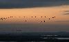 Derniers retours des Grues cendr�es 