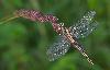 ... se r�chauffe aux premi�res lueurs ...