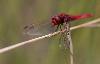 ... toujours au Moulin-de-Vert, une Libellule �carlate (Crocothemis erythraea) ...
