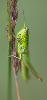 ... un Criquet ( Euthystira brachyptera) ...