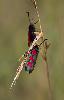 ... des Zyg�nes de la filipendule (Zyganea filipendula) ...
