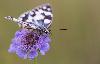 ... un Demi-Deuil (Melanargia galathea) ...