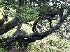 Les arbres ... terrain de jeux 