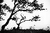 5_Ikebana ... papiers d�coup�s ...