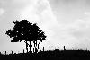 4_Simplicit�