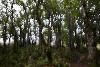 2_Jungle imaginaire