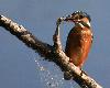 Et voil�, la p�che est r�ussie pour cette femelle, reconnaissable � sa tache rouge sur la partie inf�rieure du bec