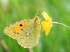 Souci (Colias croceus), Creux-du-Van, septembre 2009