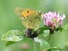 Souci (Colias croceus), Foppa, septembre 2009
