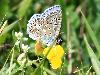 Argus bleu c�leste (Polyommatus bellargus), Foppa, septembre 2009