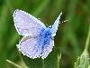 Azur� commun (Polyommatus de la Bugrane), Foppa, septembre 2009