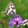Demi-deuil (Melanargia galathea), Foppa, septembre 2009