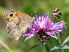 Myrtil (Maniola jurtina), Foppa, septembre 2009