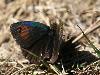 Moir� cuivr� (Erebia tyndarus), Col du Julier, ao�t 2009