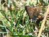 Azur� de la Bugrane (Polyommatus icarus), Parc national suisse, ao�t 2009