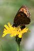 Moir� ... (Erebia ...), Parc national suisse, ao�t 2009