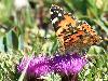 Belle dame (Vanessa cardui), Parc national suisse, ao�t 2009