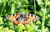 Petite tortue (Aglais urticae), Riederalp, juin 2009