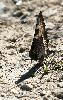 Petite tortue aux ailes us�es (Aglais urticae), Riederalp, juin 2009