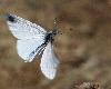 Pi�ride de l'aethion�me en vol (Pieris ergane), sud-ouest de la Slov�nie, mai 2009