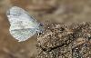 Pi�ride de l'aethion�me (Pieris ergane), sud-ouest de la Slov�nie, mai 2009