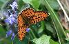Nacr� porphyrin (Clossiana titania), sud-ouest de la Slov�nie, mai 2009