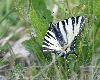 Flamb� M (Iphiclides podalirius M), S�szoros (Roumanie), avril 2009