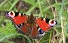 Paon du jour (Aglais io), Chavornay, septembre 2008