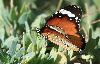 Petit monarque (Danaus chrysippus), Douz, Tunisie, octobre 2008 ...... dont la chenille consomme des plantes toxiques, qu'elle assimile ... au grand dam des oiseaux ...