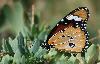 ... chenilles, chrysalides et papillons adultes �tant d�sormais inconsommables !