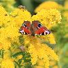 Paon du jour (Aglais io)... et de nombreux autres insectes attir�s par ces fleurs, Chavornay, septembre 2008
