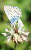 Azur� d'Escher M (Polyommatus escheri)... Foppa, septembre 2008