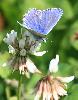 Azur� d'Escher M (Polyommatus escheri)... Foppa, septembre 2008
