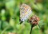 Petit argus (Plejebus argus), Jardin botanique Ls, ao�t 2008