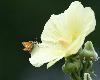 Hesp�rie de la Houque (Thymelicus sylvestris), Champ-Pittet, ao�t 2008