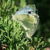  Accouplement de Pi�rides du chou (Pieris brassicae), Jardin botanique Ls, ao�t 2008