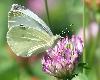 Pi�ride du chou (Pieris brassicae), Jardin botanique Ls, ao�t 2008