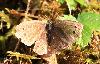 Grand n�gre des bois ... (Minois dryas ...), Soubey, juillet 2008