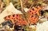 Robert-le-diable (Polygonia c-album), Soubey, juillet 2008