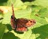 Moir� blanc fasci� (Erebia ligea), Soubey, juillet 2008