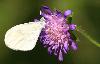 Gaz� (Aporia crataegi), Villars-sur-Fontenay, juillet 2008
