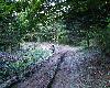 Nombreux ont �t� les aff�ts et les balades dans les for�ts de h�traies-sapini�res ... � la recherche de l'Ours brun !