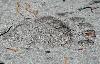 Premi�re empreinte d'Ours brun ... (patte arri�re)