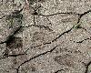 Les empreintes sont nombreuses ... et r�centes (� droite, empreintes de patte avant)