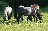 ... tout comme les chevaux slov�nes. A relever que la c�l�bre race des Lipizzans est originaire de Slov�nie.