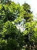 Arbres pluri-centenaires