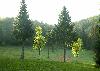 Culture � gibier ... eh oui, les paysans-chasseurs cultivent des champs pour habituer le gros gibier � venir se nourrir dans la clairi�re ...