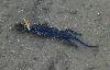 Dans la gouille, un Triton alpestre m�le ...