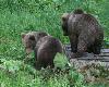 Pendant ce temps, l'autre groupe a la chance de sa vie ... quatre ours lors du premier aff�t, dont deux oursons (photo de Lydie Letendre)